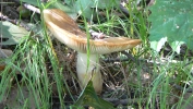 PICTURES/Caponi Art Park and Learning Center - Eagan MN/t_Shrooms7.JPG